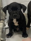 adoptable Dog in , GA named BATMAN