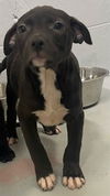 adoptable Dog in , GA named ROBIN