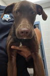adoptable Dog in  named WONKA