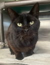 adoptable Cat in  named WINSTON