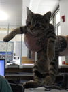 adoptable Cat in  named LUCILLE BALL