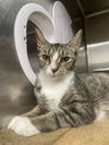 adoptable Cat in  named TRINKET