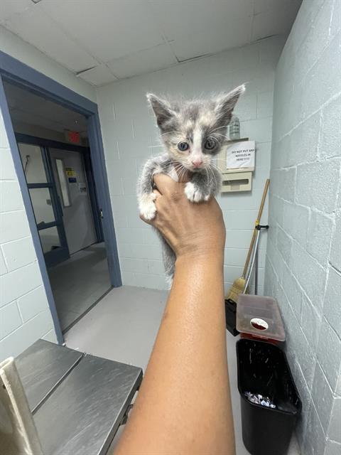 adoptable Cat in Augusta, GA named POPTART