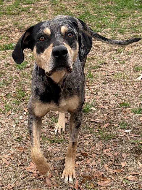 Catahoula Leopard Dog