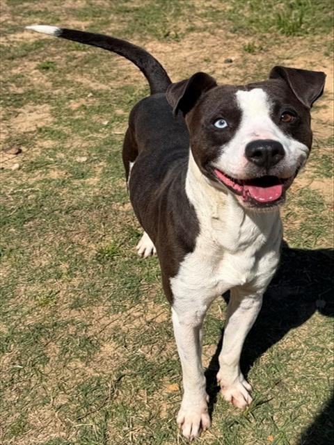 TACO, an adoptable Pit Bull Terrier in Augusta, GA