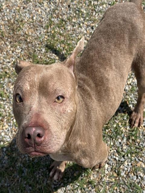 WINNIE, an adoptable Pit Bull Terrier in Augusta, GA