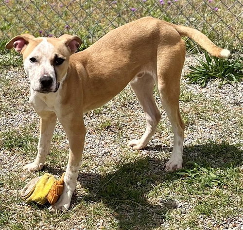 RAIZEN - Pit Bull Terrier for adoption in Augusta