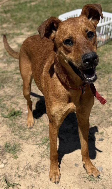 MARA JADE - Black Mouth Cur for adoption in Augusta