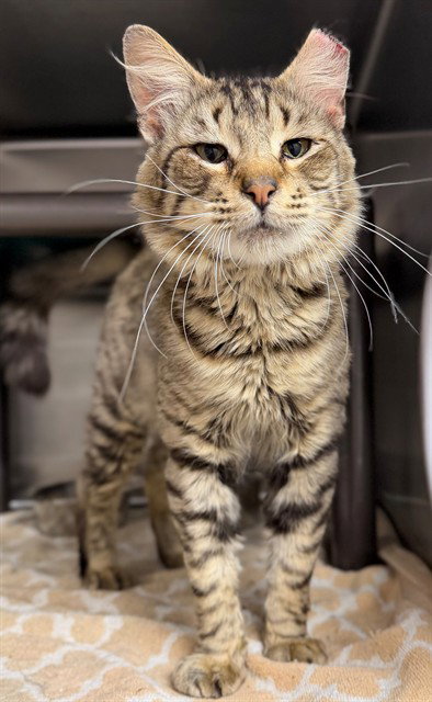 GARRETT - Domestic Long Hair available for adoption