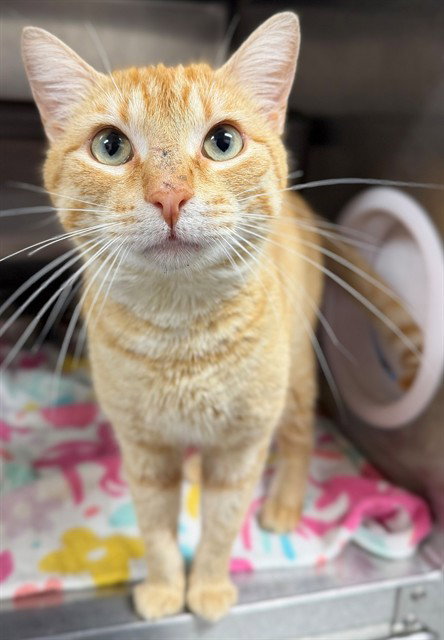 DARWIN