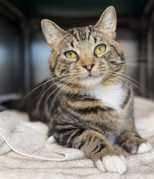 GOLD, an adoptable Domestic Short Hair in Augusta, GA