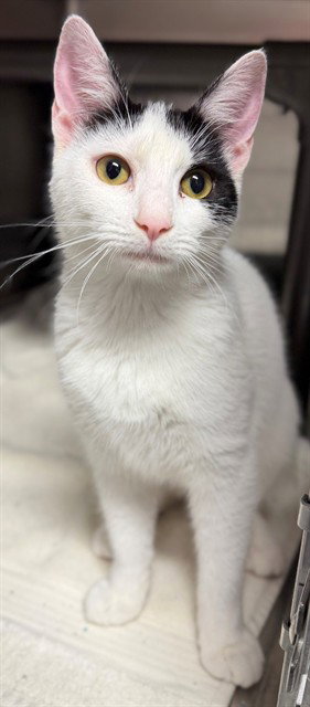 CLOVER, an adoptable Domestic Short Hair in Augusta, GA