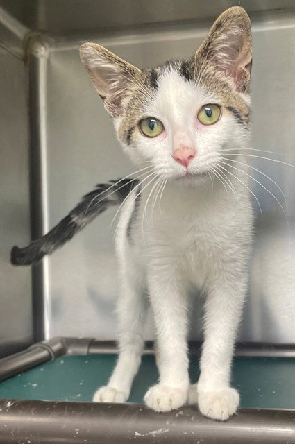 APOLLO, Young Domestic Short Hair (medium coat), cat for adoption in Augusta-Richmond County, Georgia