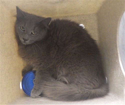 JAZELLE, Young Domestic Long Hair (medium coat), cat for adoption in Augusta-Richmond County, Georgia