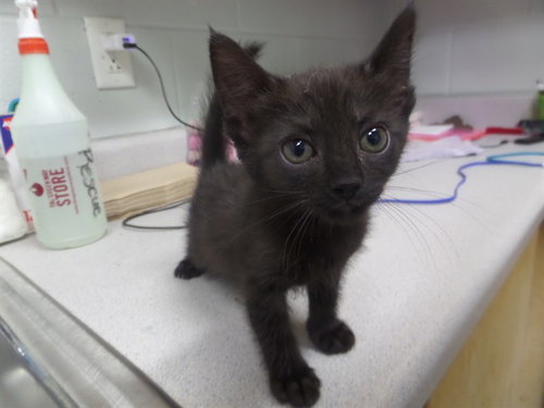 DAISY, Baby Domestic Short Hair (medium coat), cat for adoption in Augusta-Richmond County, Georgia