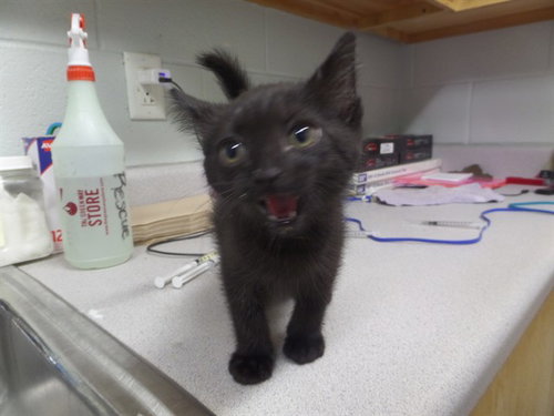 DOODLES, Baby Domestic Short Hair (medium coat), cat for adoption in Augusta-Richmond County, Georgia