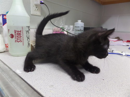 BUTTONS, Baby Domestic Short Hair (medium coat), cat for adoption in Augusta-Richmond County, Georgia