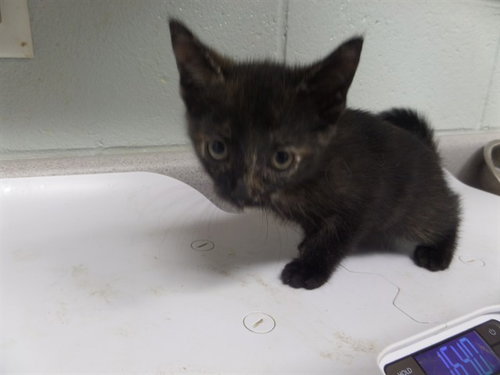 PUDDING, Baby Domestic Short Hair (medium coat), cat for adoption in Augusta-Richmond County, Georgia