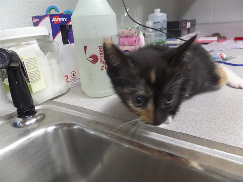 SWEET PEA, Baby Domestic Short Hair (medium coat), cat for adoption in Augusta-Richmond County, Georgia