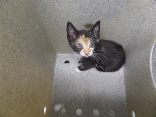PIPPY, Baby Domestic Short Hair (medium coat), cat for adoption in Augusta-Richmond County, Georgia
