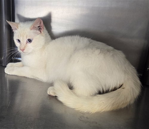 NESSIE, Young Siamese (medium coat), cat for adoption in Augusta-Richmond County, Georgia