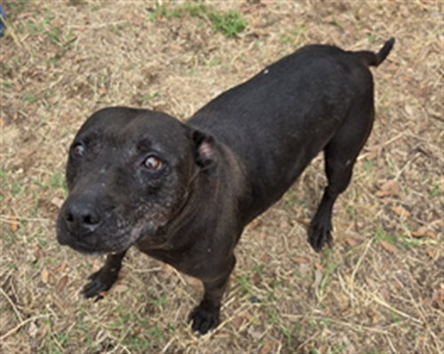 ESTHER, an adoptable Pit Bull Terrier in Augusta, GA