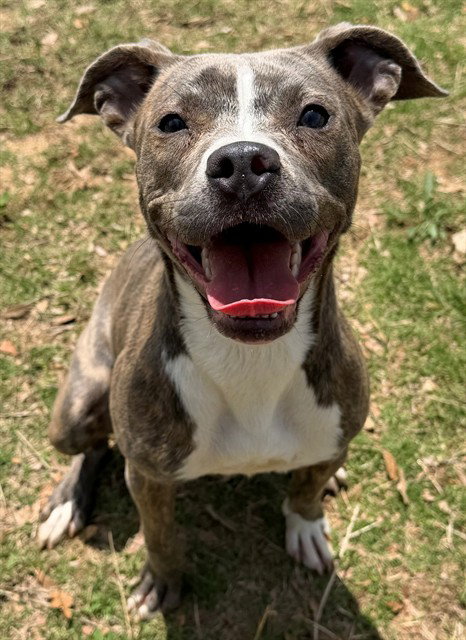 TIA, an adoptable Pit Bull Terrier in Augusta, GA