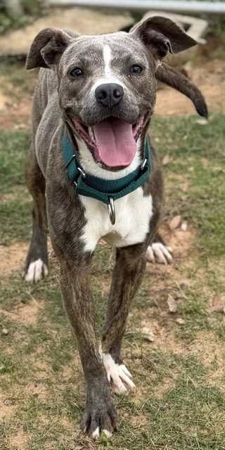 TIA