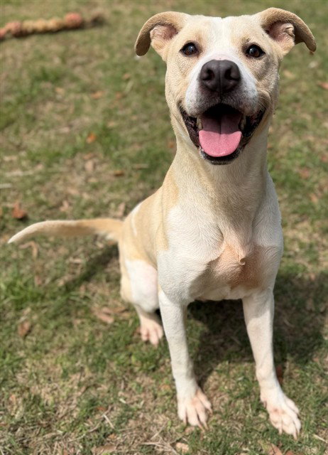 HAWKEYE, an adoptable Pit Bull Terrier in Augusta, GA