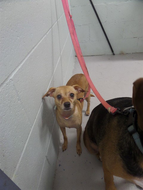 BUTTERCUP, an adoptable Chihuahua in Augusta, GA