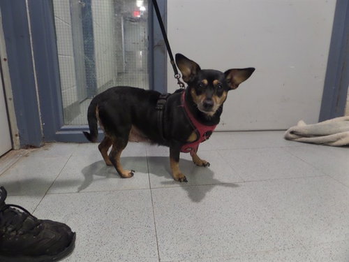 MUFFIN, an adoptable Chihuahua in Augusta, GA