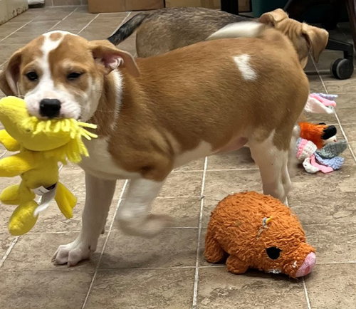 GALAXY, an adoptable Pit Bull Terrier in Augusta, GA