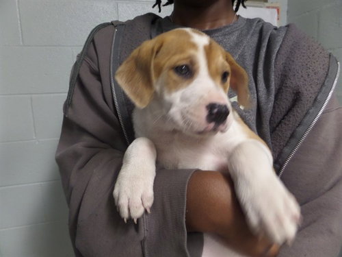 ANDROMEDA, an adoptable Pit Bull Terrier in Augusta, GA
