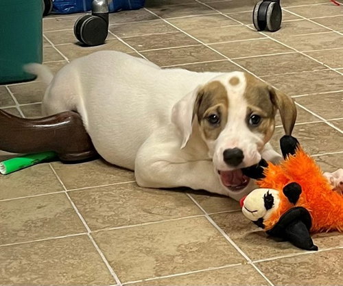 ANDROMEDA, an adoptable Pit Bull Terrier in Augusta, GA
