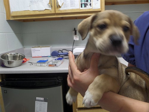 NEBULA, an adoptable Pit Bull Terrier in Augusta, GA