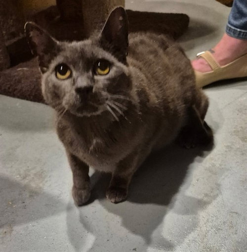 LADY GREY, an adoptable Domestic Short Hair in Augusta, GA