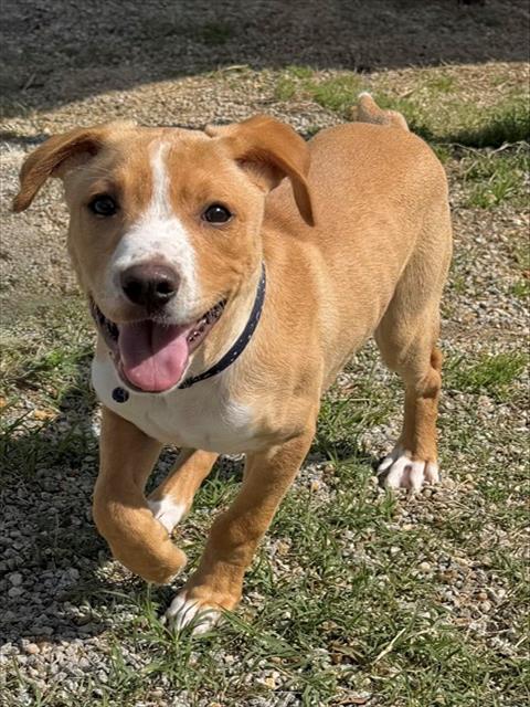 CHASE, an adoptable Labrador Retriever in Augusta, GA