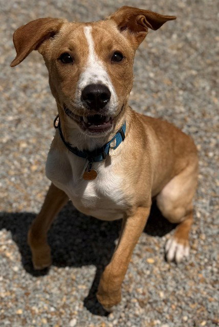 CHASE, an adoptable Labrador Retriever in Augusta, GA