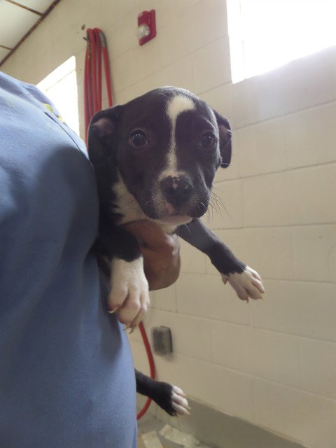 OBERON, an adoptable Pit Bull Terrier in Augusta, GA