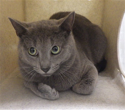 JERMAINE, an adoptable Domestic Short Hair in Augusta, GA