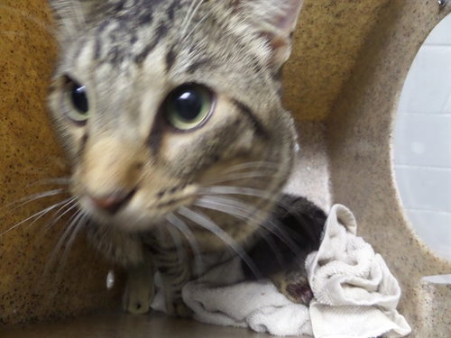 PAUL SHELDON, an adoptable Domestic Short Hair in Augusta, GA