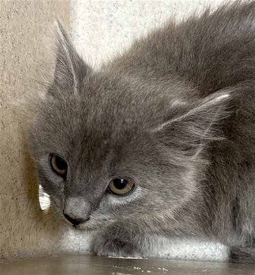 KNIFE, an adoptable Domestic Long Hair in Augusta, GA