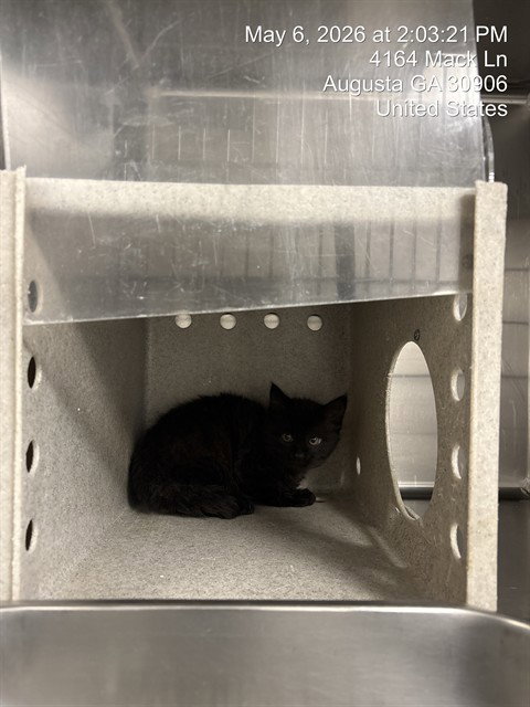 SPOON, an adoptable Domestic Long Hair in Augusta, GA
