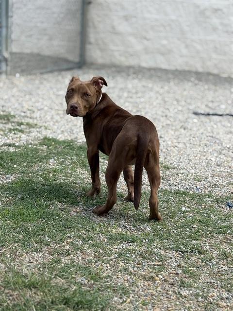 LEXIE, an adoptable Pit Bull Terrier in Augusta, GA
