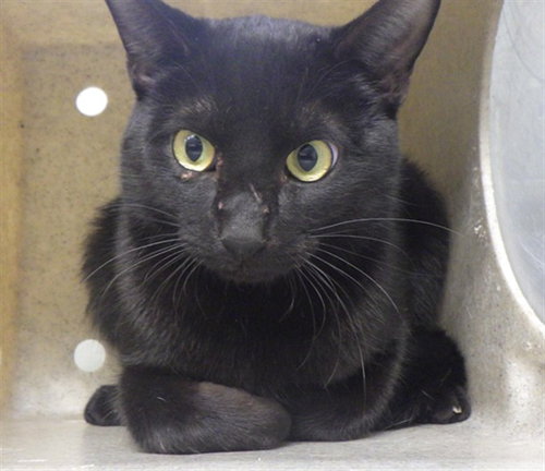 TWITTER, an adoptable Domestic Short Hair in Augusta, GA