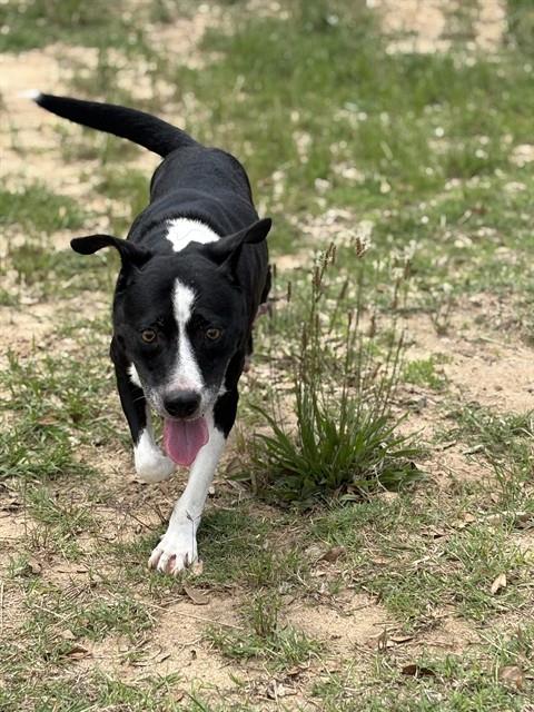 HIGHLAND, an adoptable Pit Bull Terrier in Augusta, GA