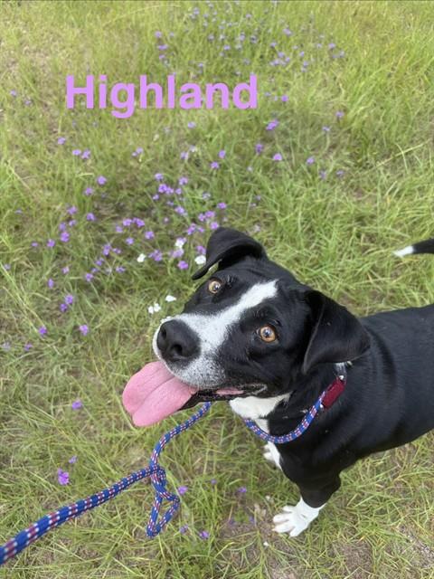 HIGHLAND, an adoptable Pit Bull Terrier in Augusta, GA