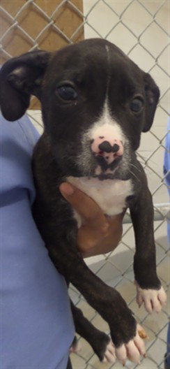 EUROPA, an adoptable Pit Bull Terrier in Augusta, GA