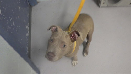 CLAUDENE, an adoptable Pit Bull Terrier in Augusta, GA