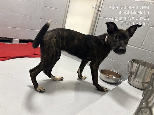 RUBY, an adoptable Pit Bull Terrier in Augusta, GA